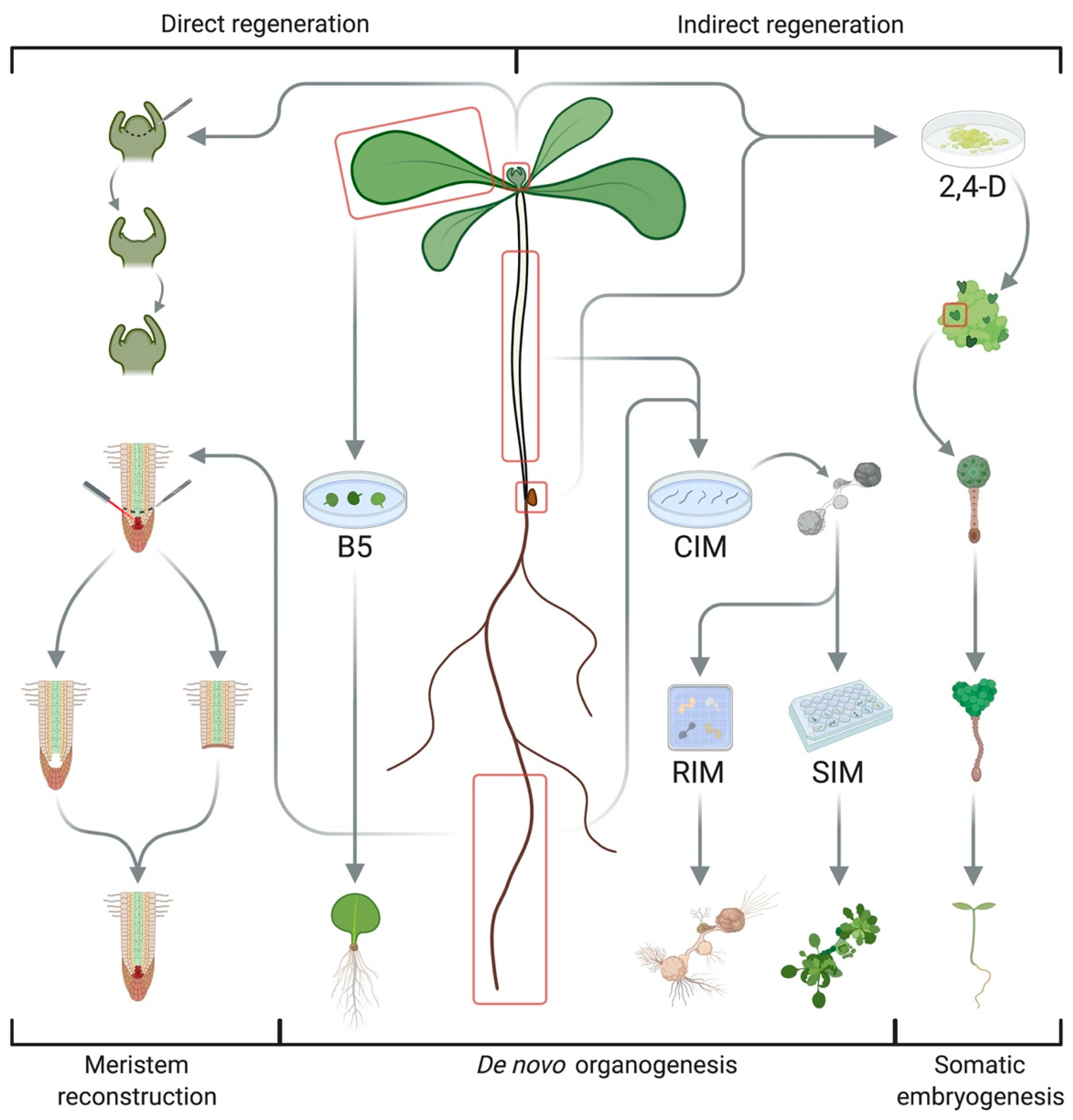 Plants Free Full-Text Natural Variation in Plant Pluripotency and Regeneration