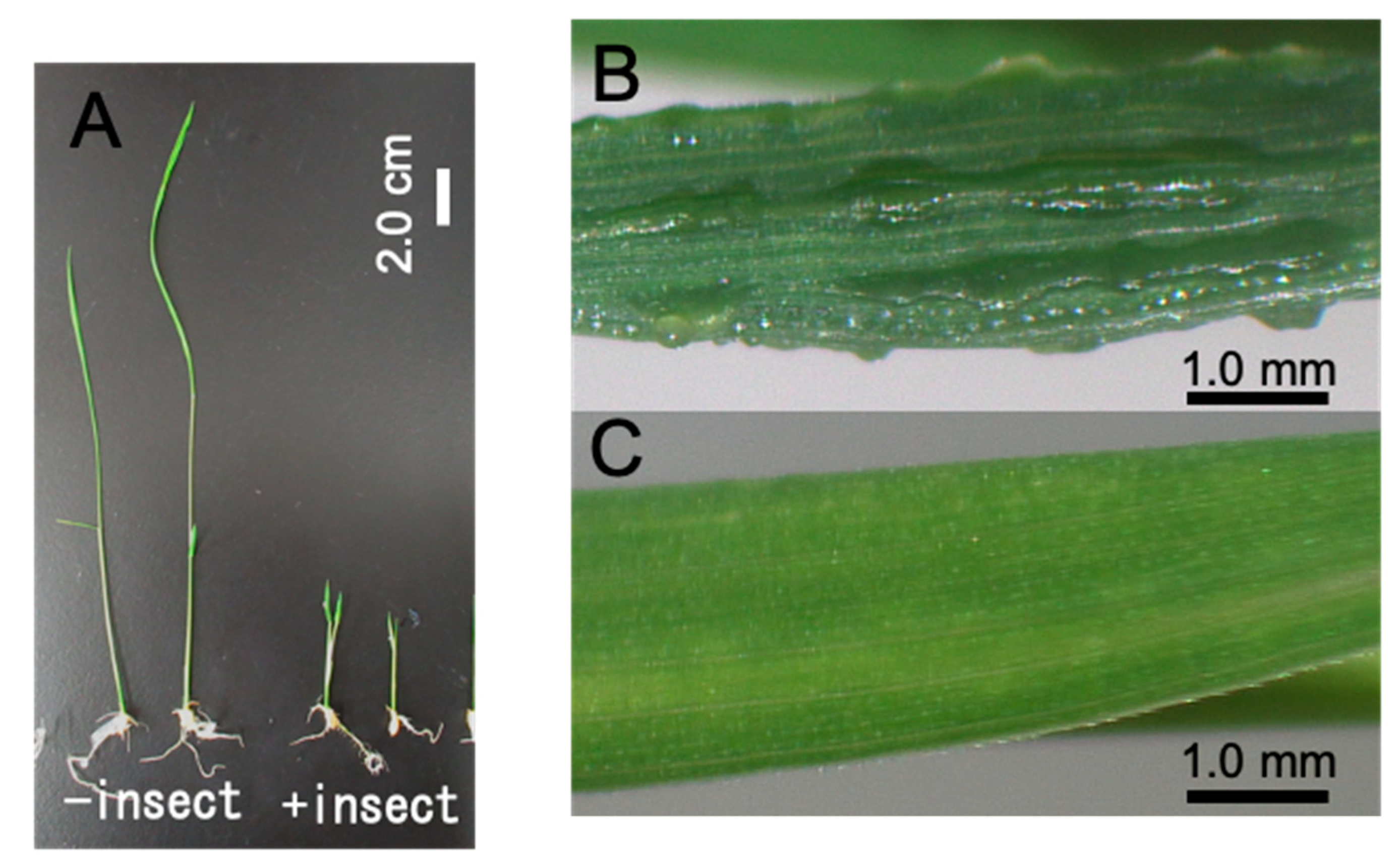 Plants 09 01270 g001