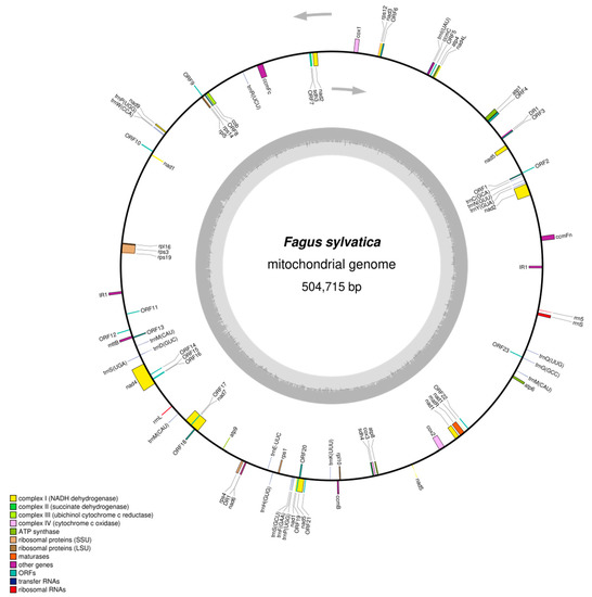 Plants Free Full Text Mitochondrial Genome Of Us Sylvatica L As A Source For Taxonomic Marker Development In The Ales Html - Lack Wall Shelf Unit White Stained Oak Effect 11 3 4×74 4 Plants Free Full Text Mitochondrial Genome Of Us Sylvatica L As A Source For Taxonomic Marker Development In The Ales Html - Lack Wall Shelf Unit White Stained Oak Effect 11 3 4×74 4