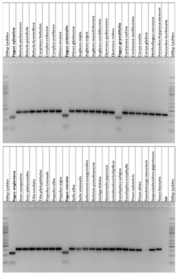 Plants Free Full Text Mitochondrial Genome Of Us Sylvatica L As A Source For Taxonomic Marker Development In The Ales Html - Lack Wall Shelf Unit White Stained Oak Effect 11 3 4×74 4 Plants Free Full Text Mitochondrial Genome Of Us Sylvatica L As A Source For Taxonomic Marker Development In The Ales Html - Lack Wall Shelf Unit White Stained Oak Effect 11 3 4×74 4