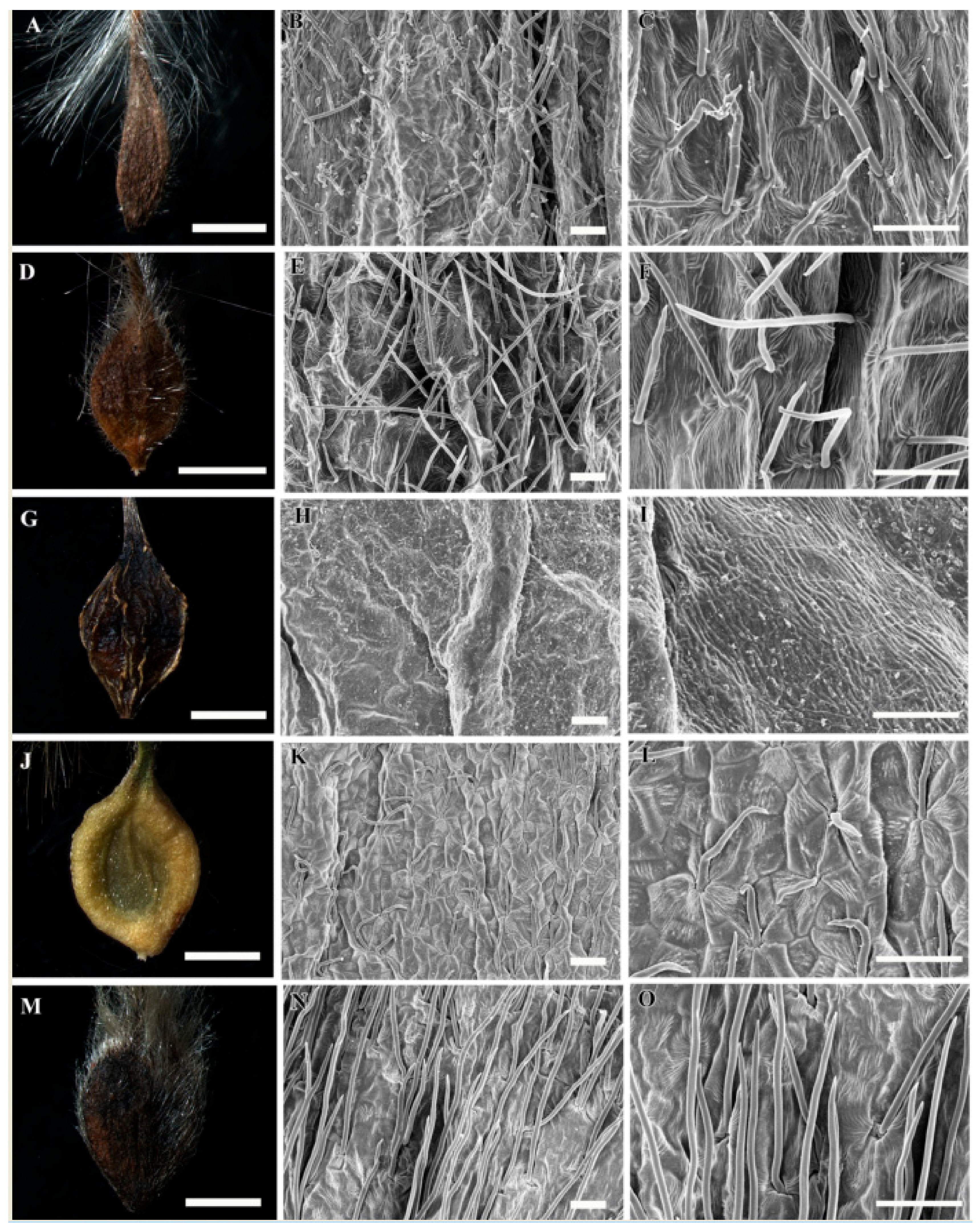 Plants Free Full Text Achene Morphology And Anatomy Of Clematis L Ranunculaceae In Korea And Its Taxonomic Implications Html