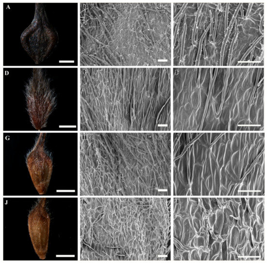 Scale, Morphology, Taxonomy & Anatomy