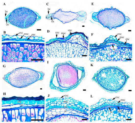 Plants Free Full Text Achene Morphology And Anatomy Of Clematis L Ranunculaceae In Korea And Its Taxonomic Implications Html