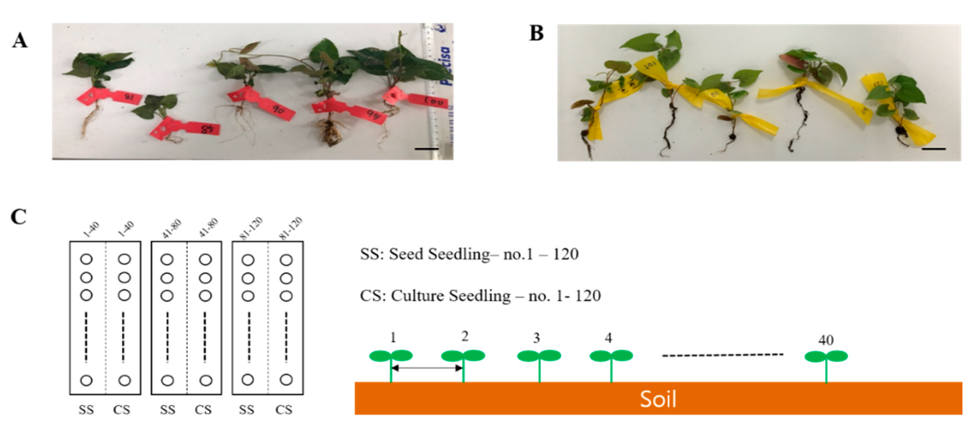 Plants 09 01280 g005