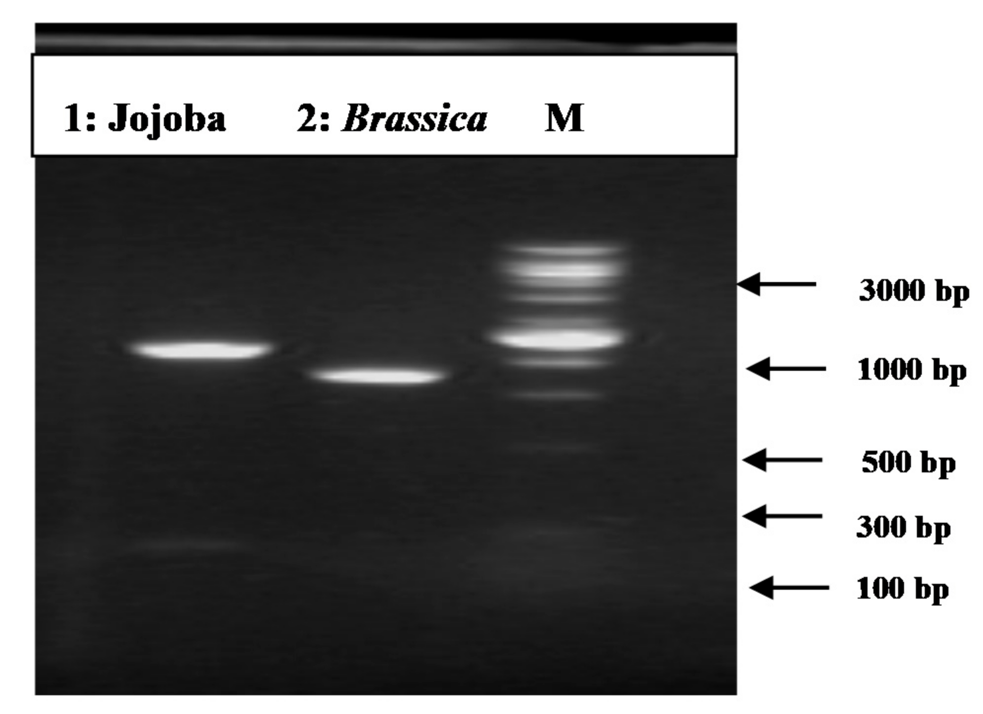 Plants 09 01285 g003