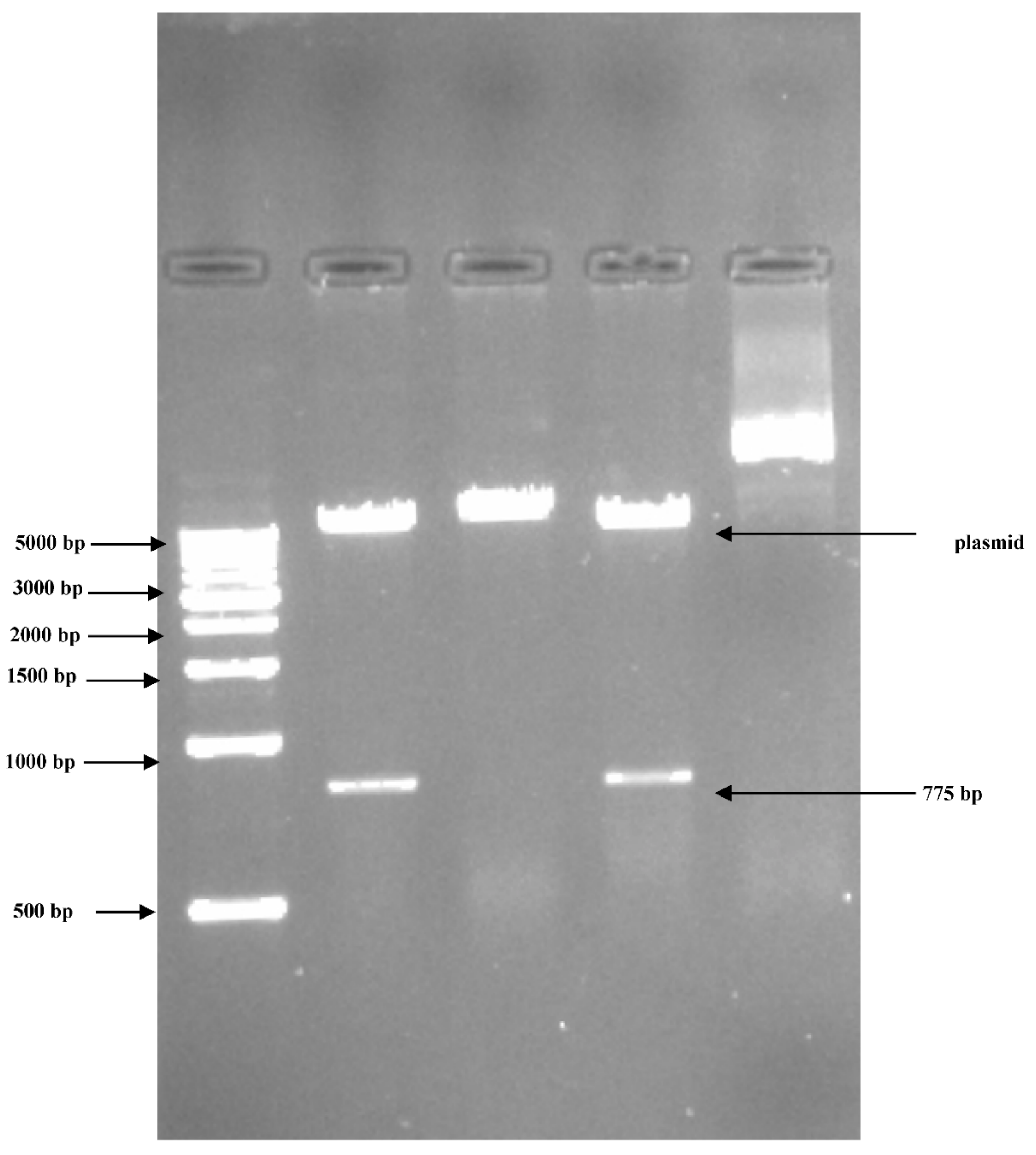 Plants 09 01285 g009