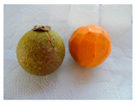 Plants 09 01299 i001 Plants 09 01299 i001