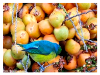 Plants 09 01299 i003 Plants 09 01299 i003