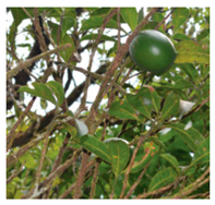 Plants 09 01299 i007 Plants 09 01299 i007