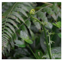 Plants 09 01299 i008 Plants 09 01299 i008