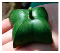 Plants 09 01299 i009 Plants 09 01299 i009