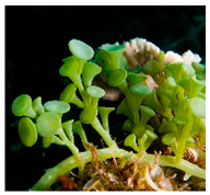 Plants 09 01299 i010 Plants 09 01299 i010