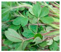 Plants 09 01299 i011 Plants 09 01299 i011