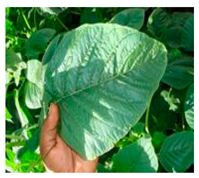 Plants 09 01299 i012 Plants 09 01299 i012