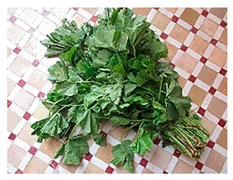 Plants 09 01299 i015 Plants 09 01299 i015