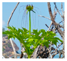 Plants 09 01299 i017 Plants 09 01299 i017