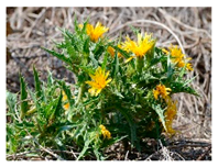 Plants 09 01299 i019 Plants 09 01299 i019