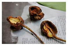 Plants 09 01299 i021 Plants 09 01299 i021