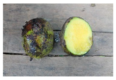 Plants 09 01299 i022 Plants 09 01299 i022