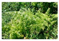 Plants 09 01299 i023 Plants 09 01299 i023