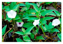 Plants 09 01299 i024 Plants 09 01299 i024