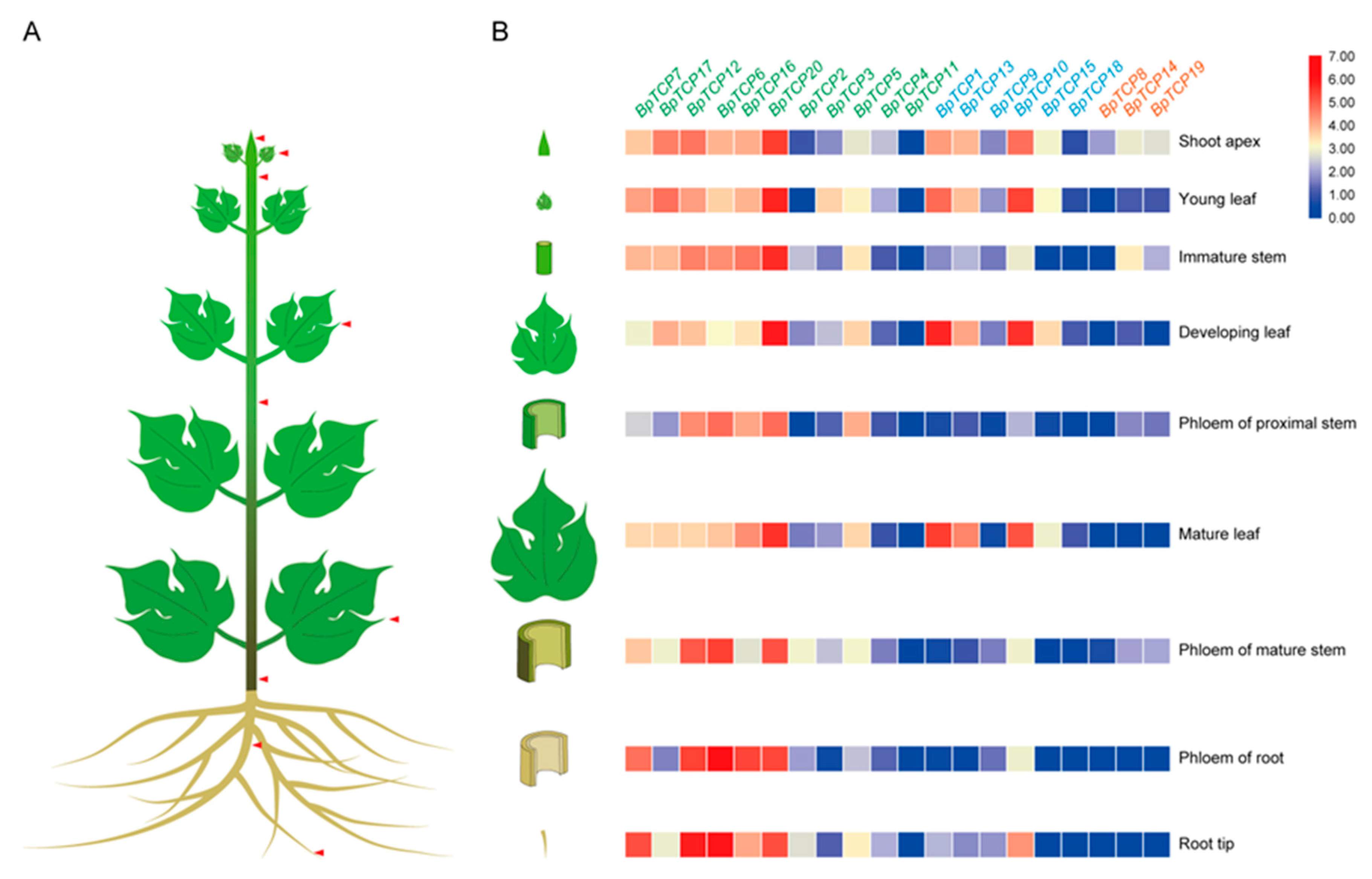 Plants 09 01301 g005 Plants 09 01301 g005