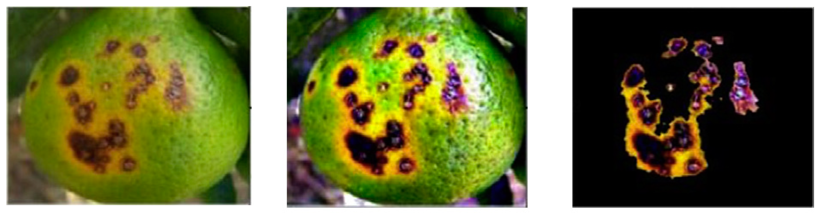 Plants 09 01302 g002