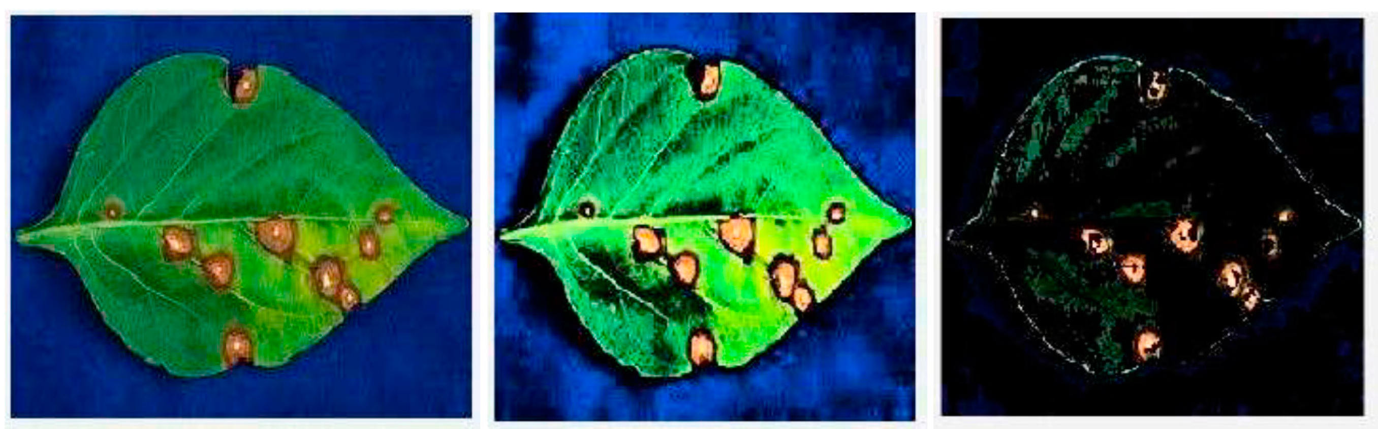 Plants 09 01302 g003