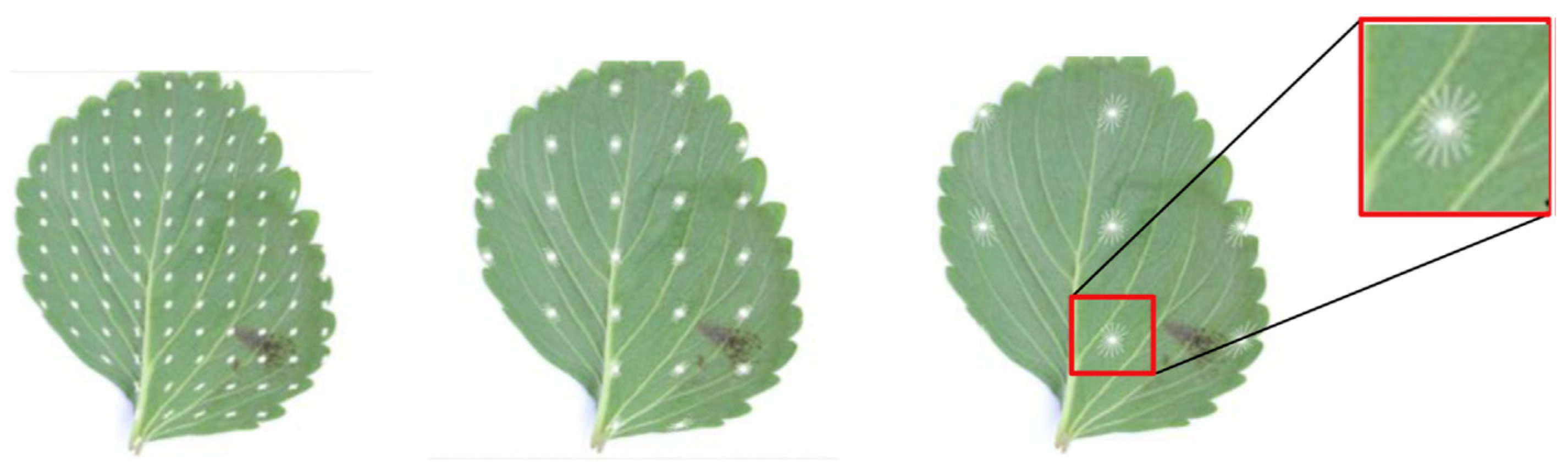 Plants 09 01302 g004