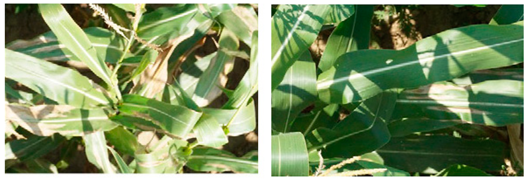 Plants 09 01302 g007