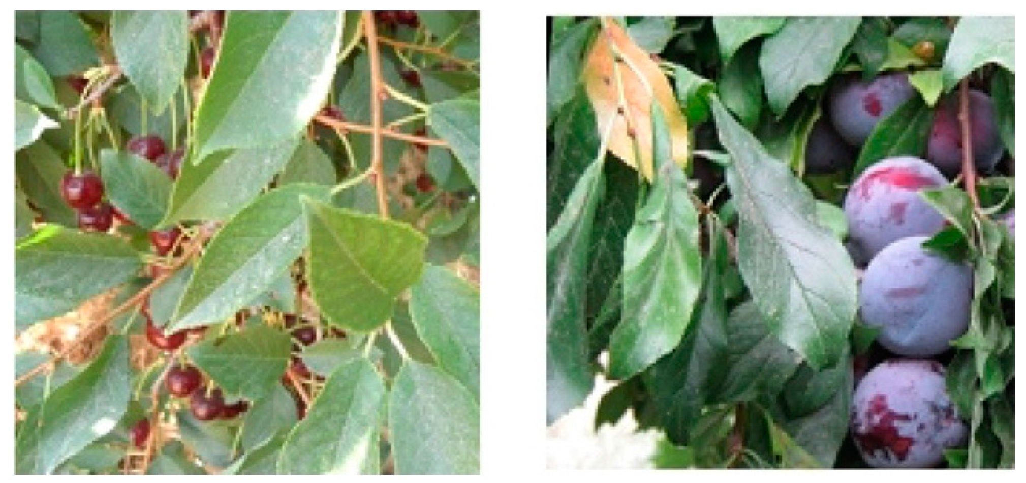 Plants 09 01302 g008