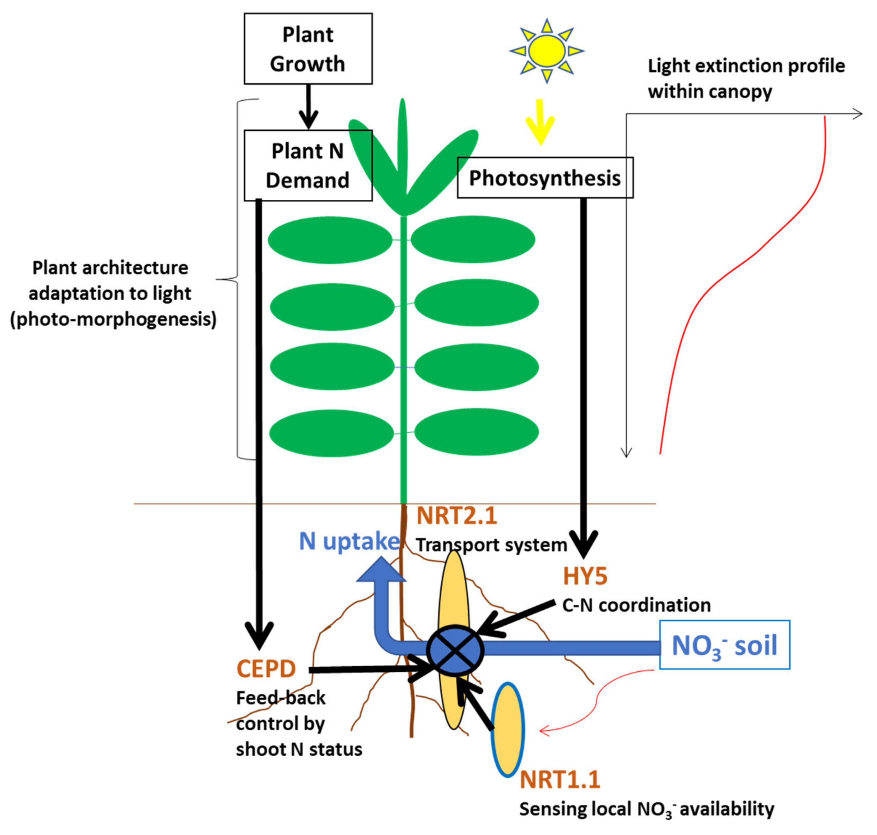 Plants 09 01309 g003