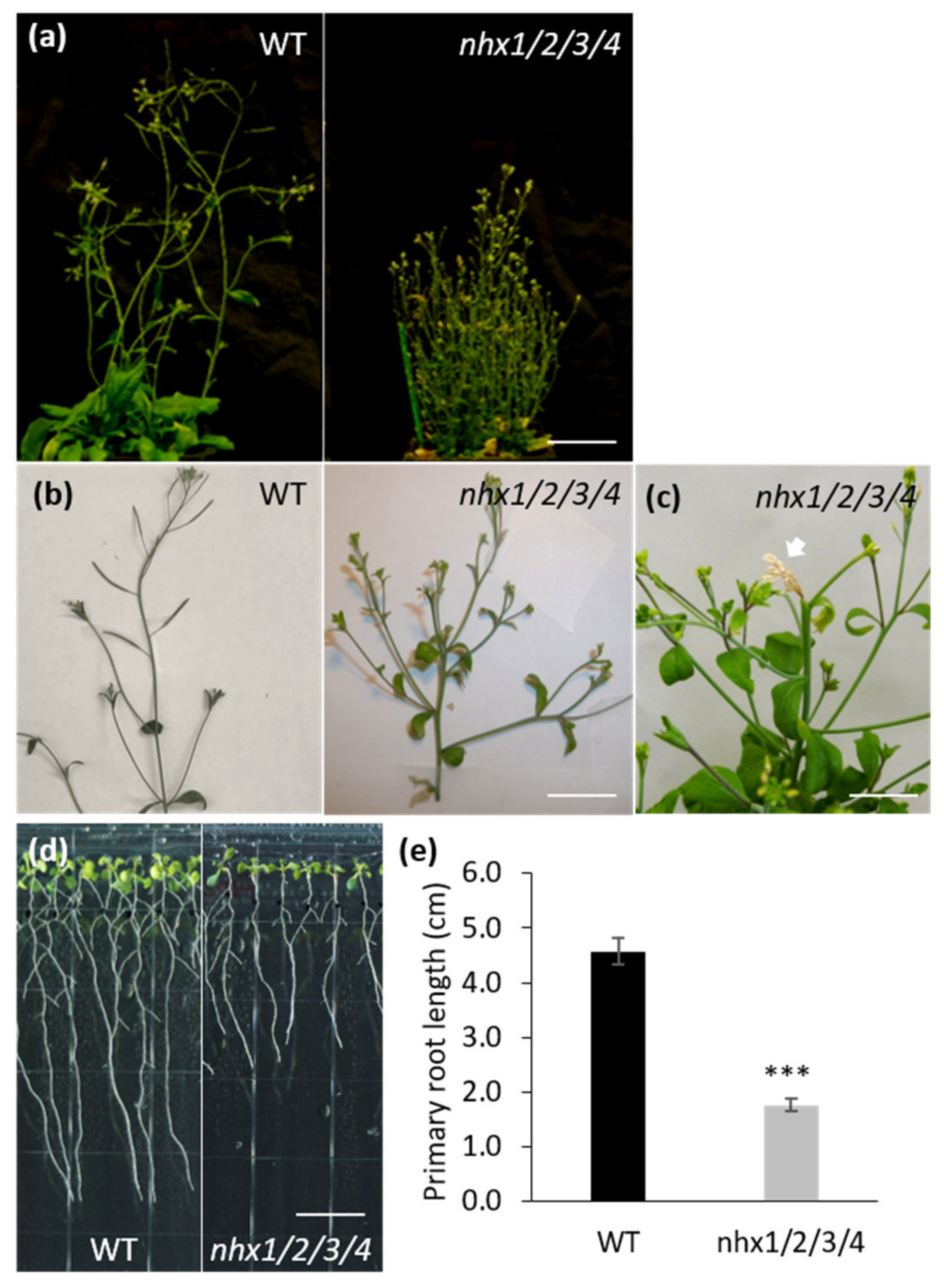 Plants 09 01311 g001 Plants 09 01311 g001