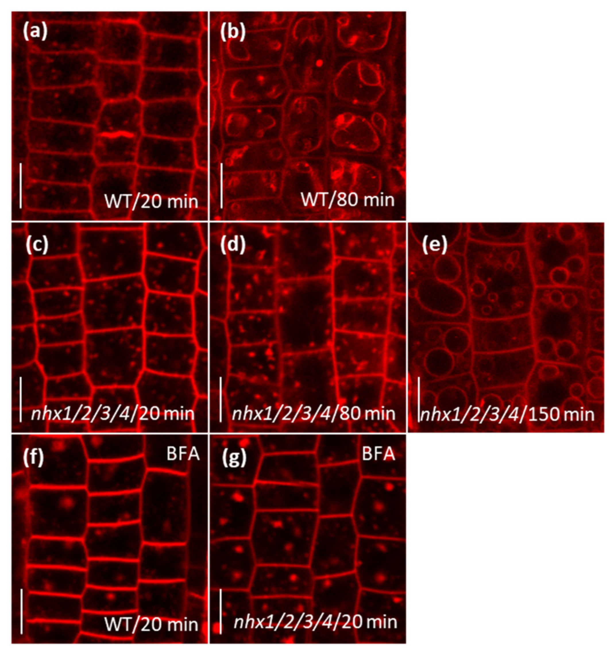 Plants 09 01311 g004 Plants 09 01311 g004