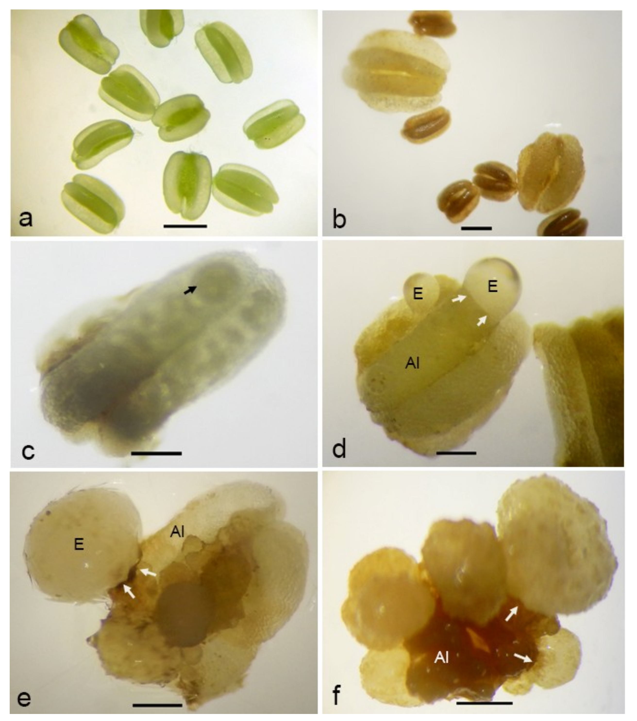 Plants 09 01315 g004