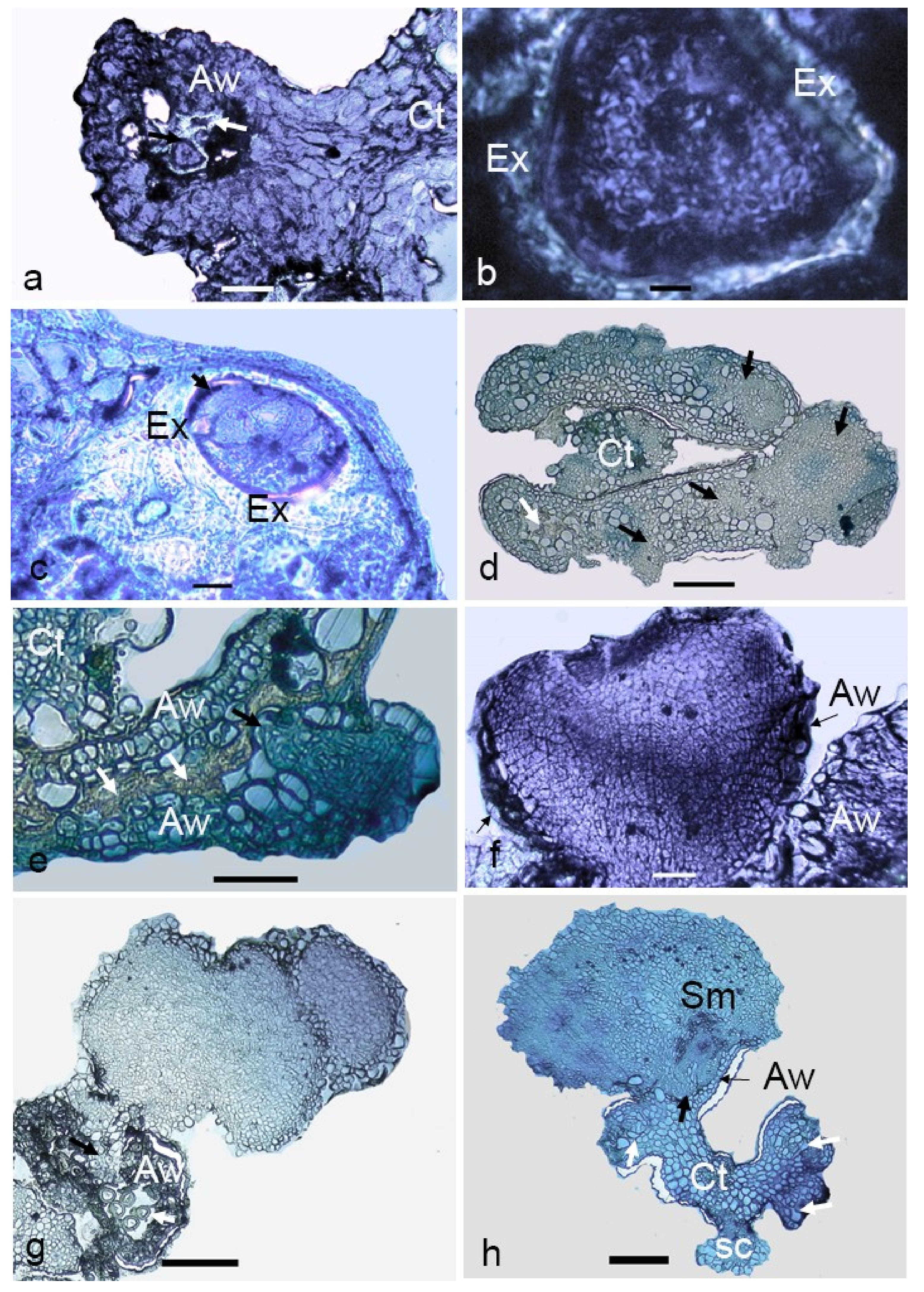 Plants 09 01315 g006