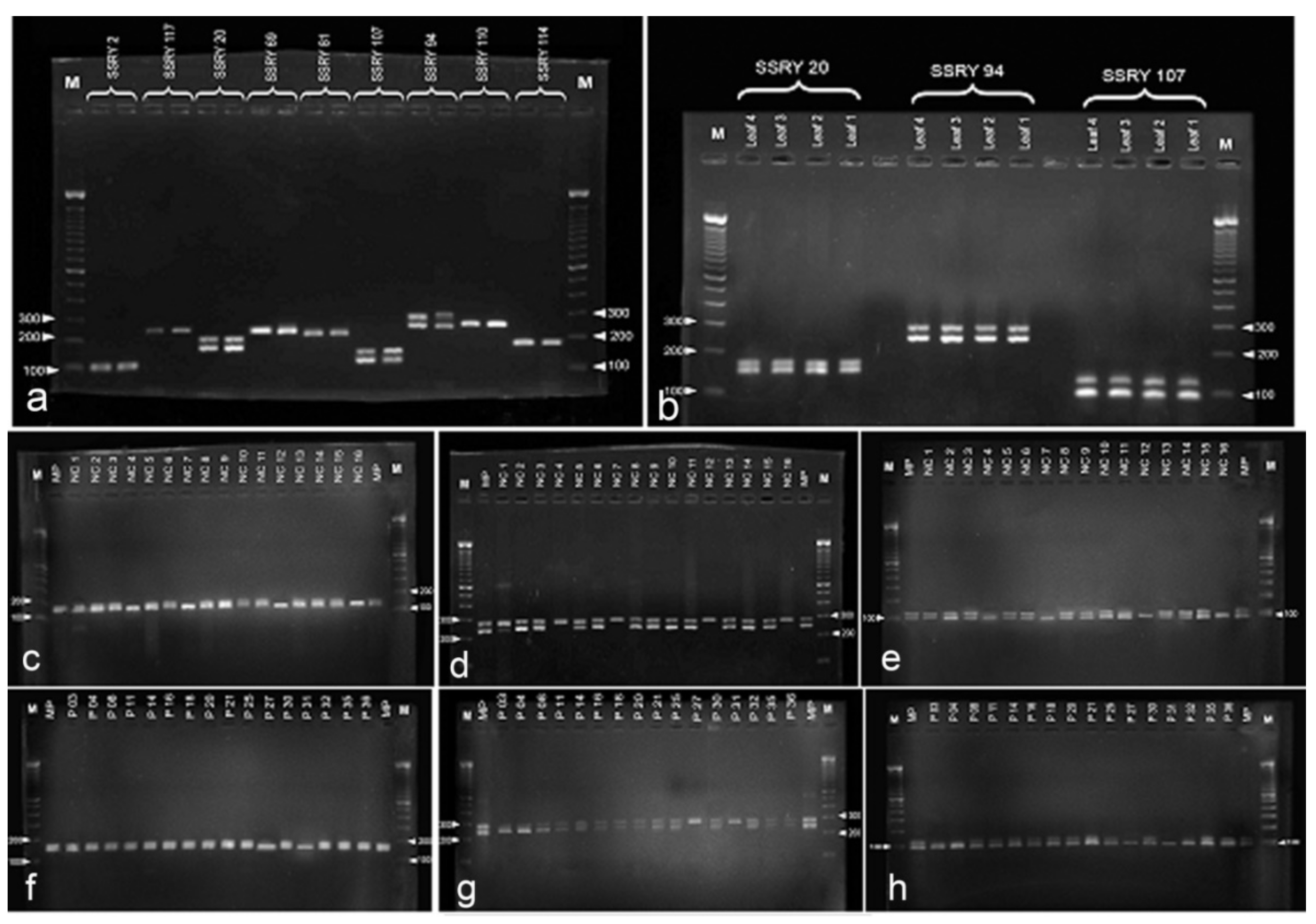 Plants 09 01315 g007