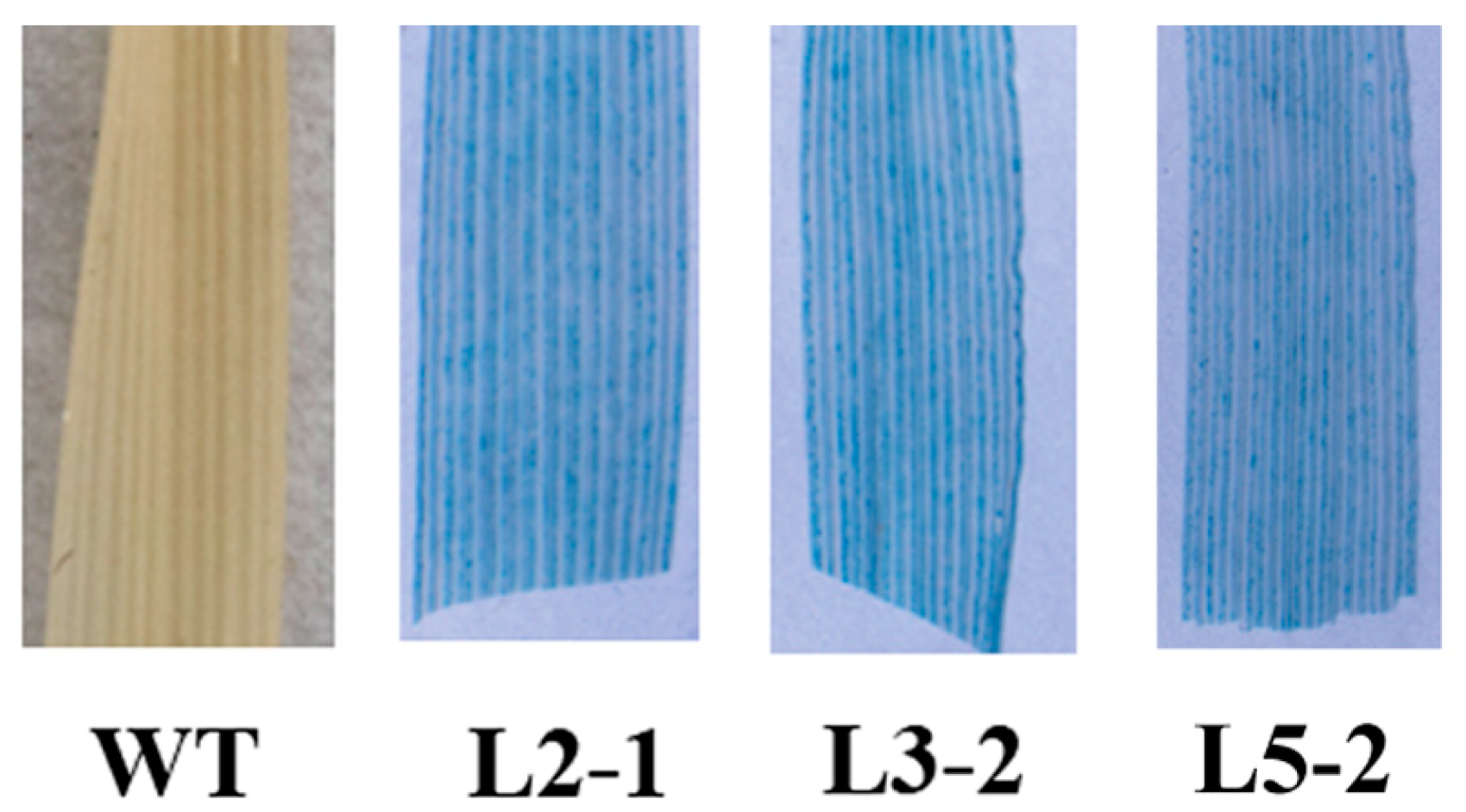 Plants 09 01316 g001