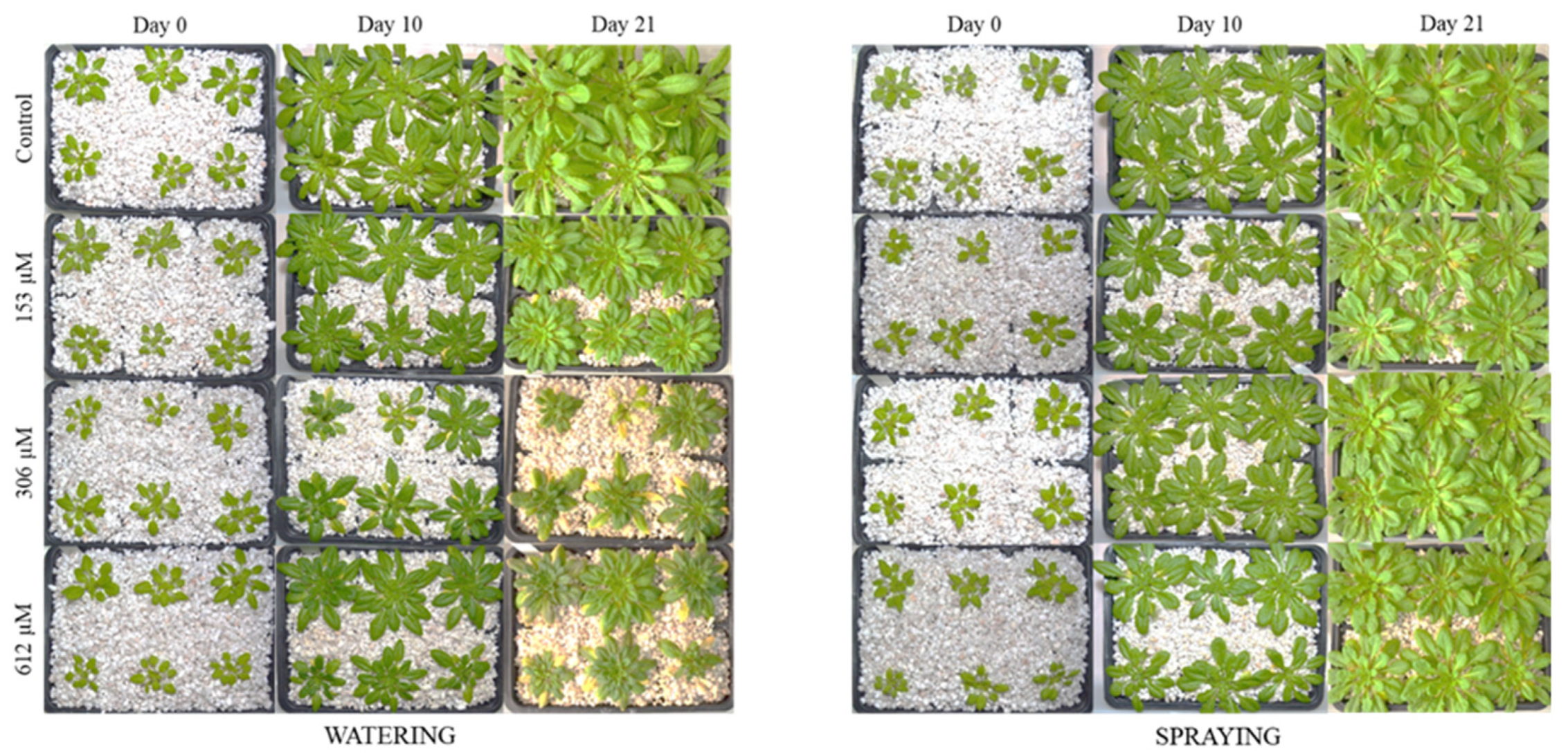 Plants 09 01328 g003