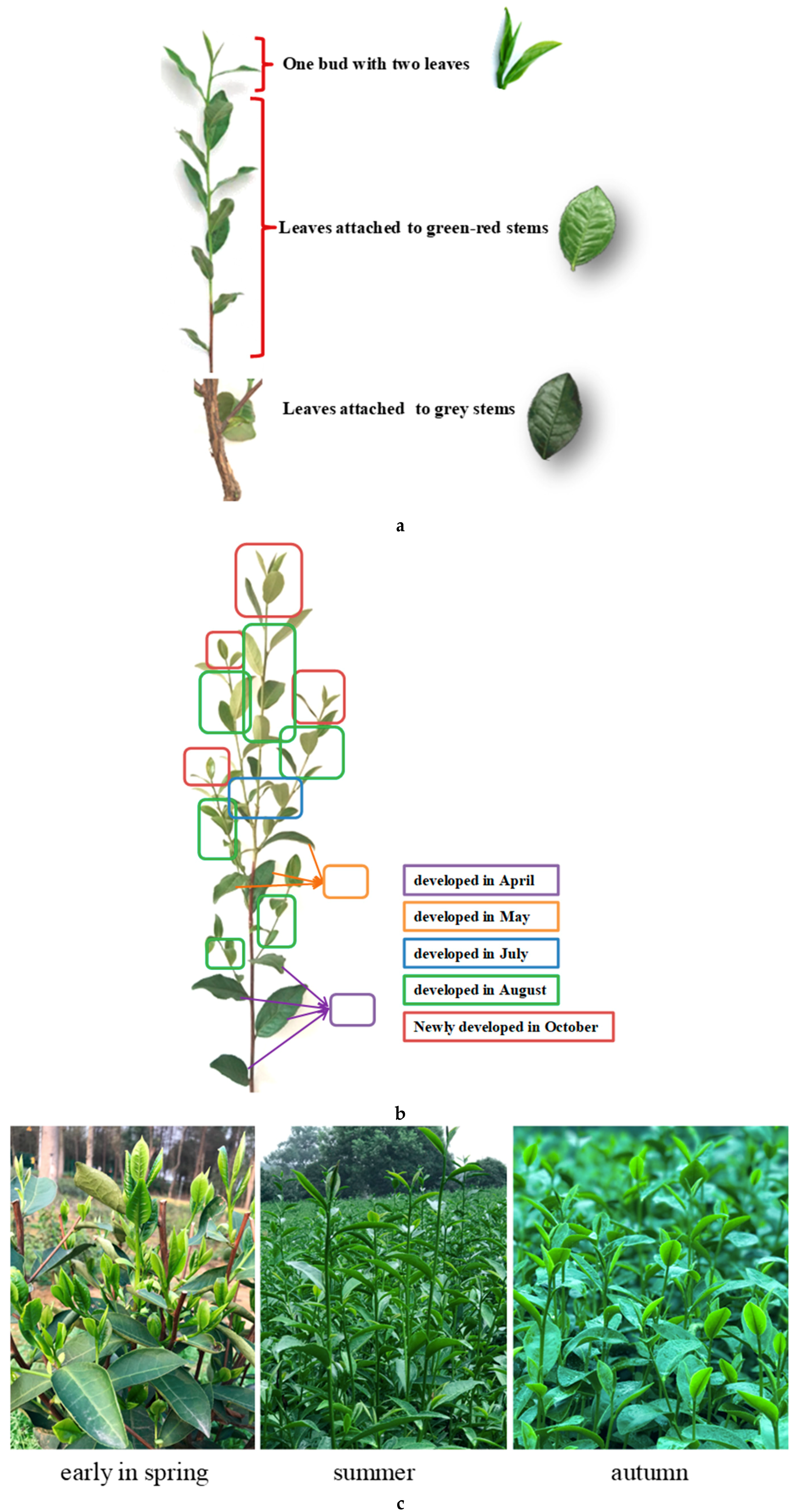 Plants 09 01333 g0a1 Plants 09 01333 g0a1