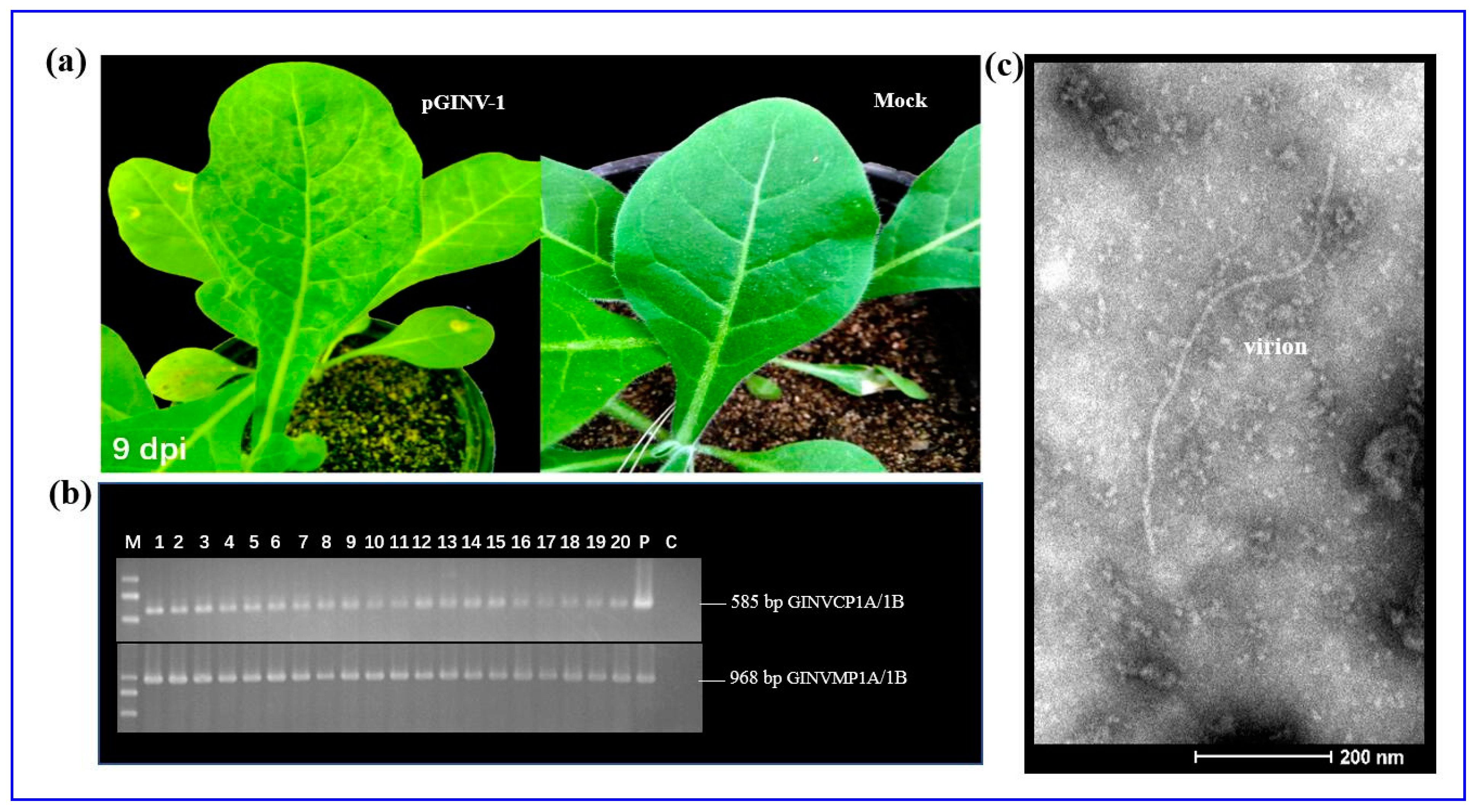 Plants 09 01340 g002