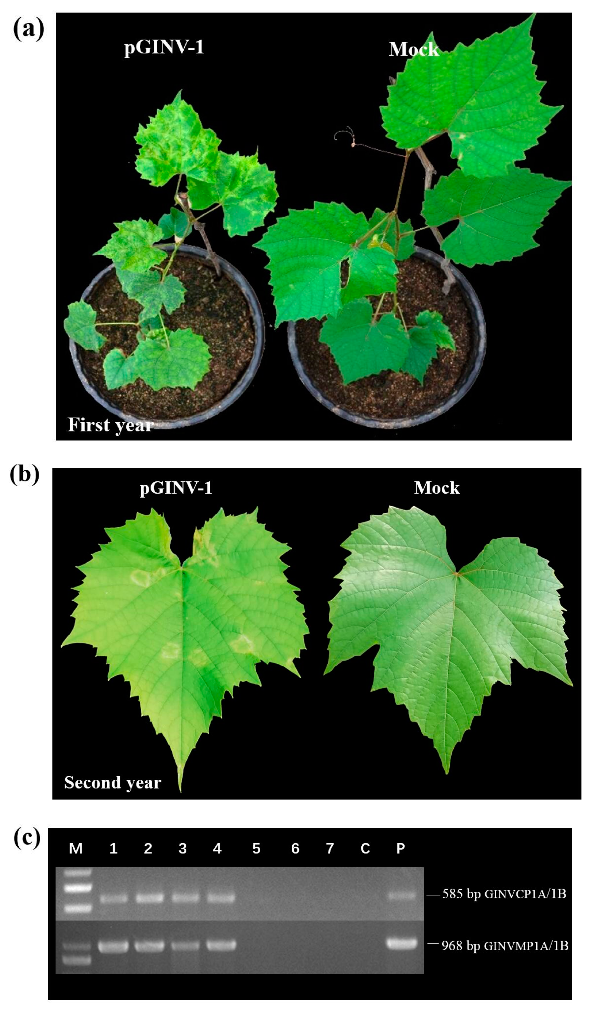 Plants 09 01340 g003