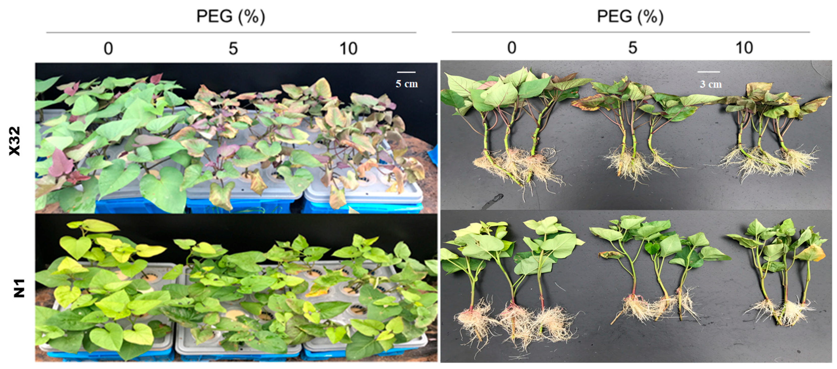 Plants 09 01341 g003