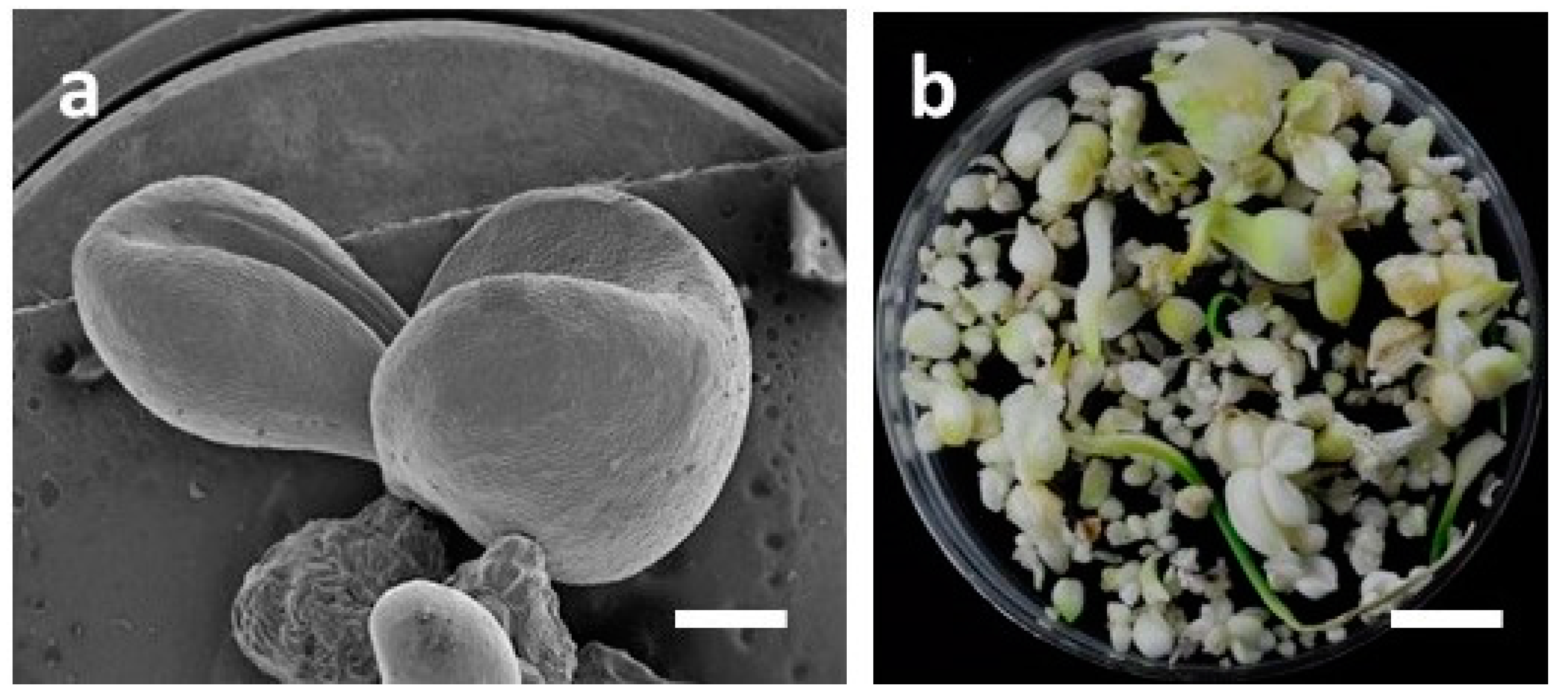 Plants 09 01351 g007 Plants 09 01351 g007