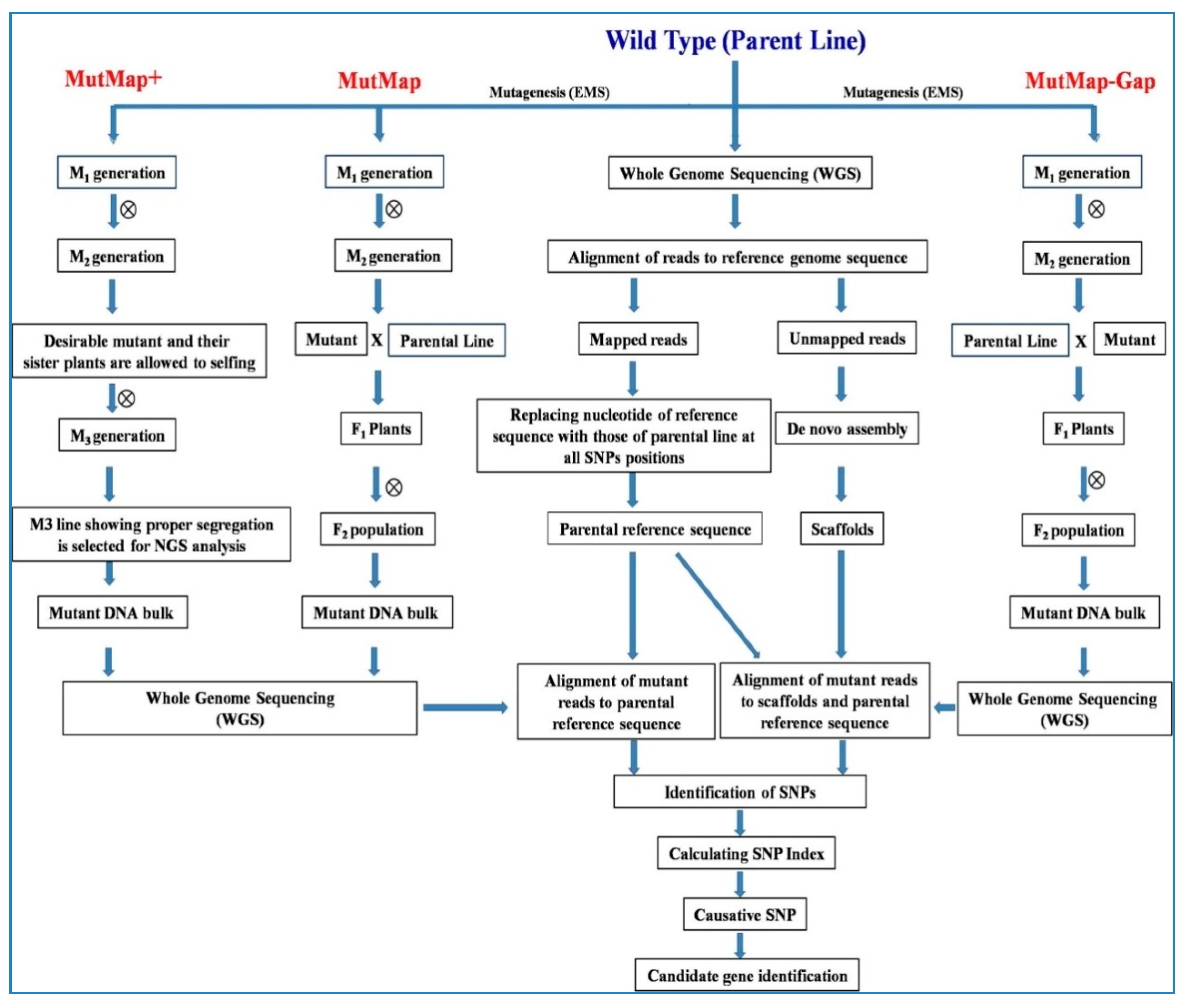 Plants 09 01355 g004