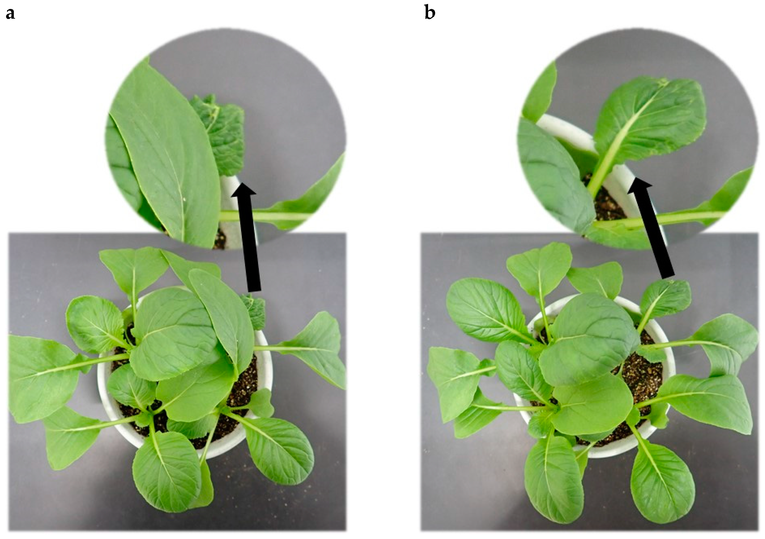 Plants 09 01368 g005 Plants 09 01368 g005