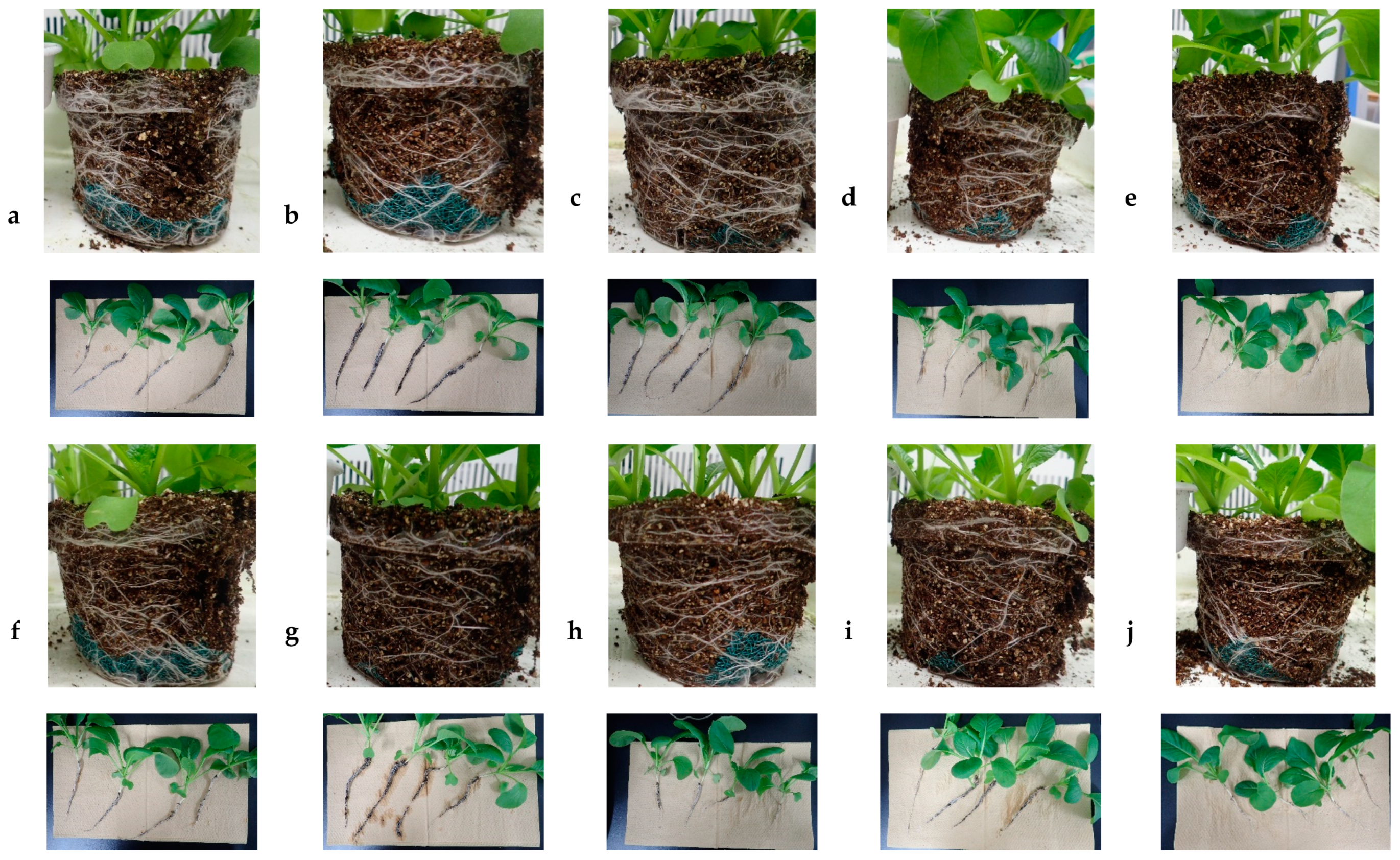 Plants 09 01368 g006 Plants 09 01368 g006