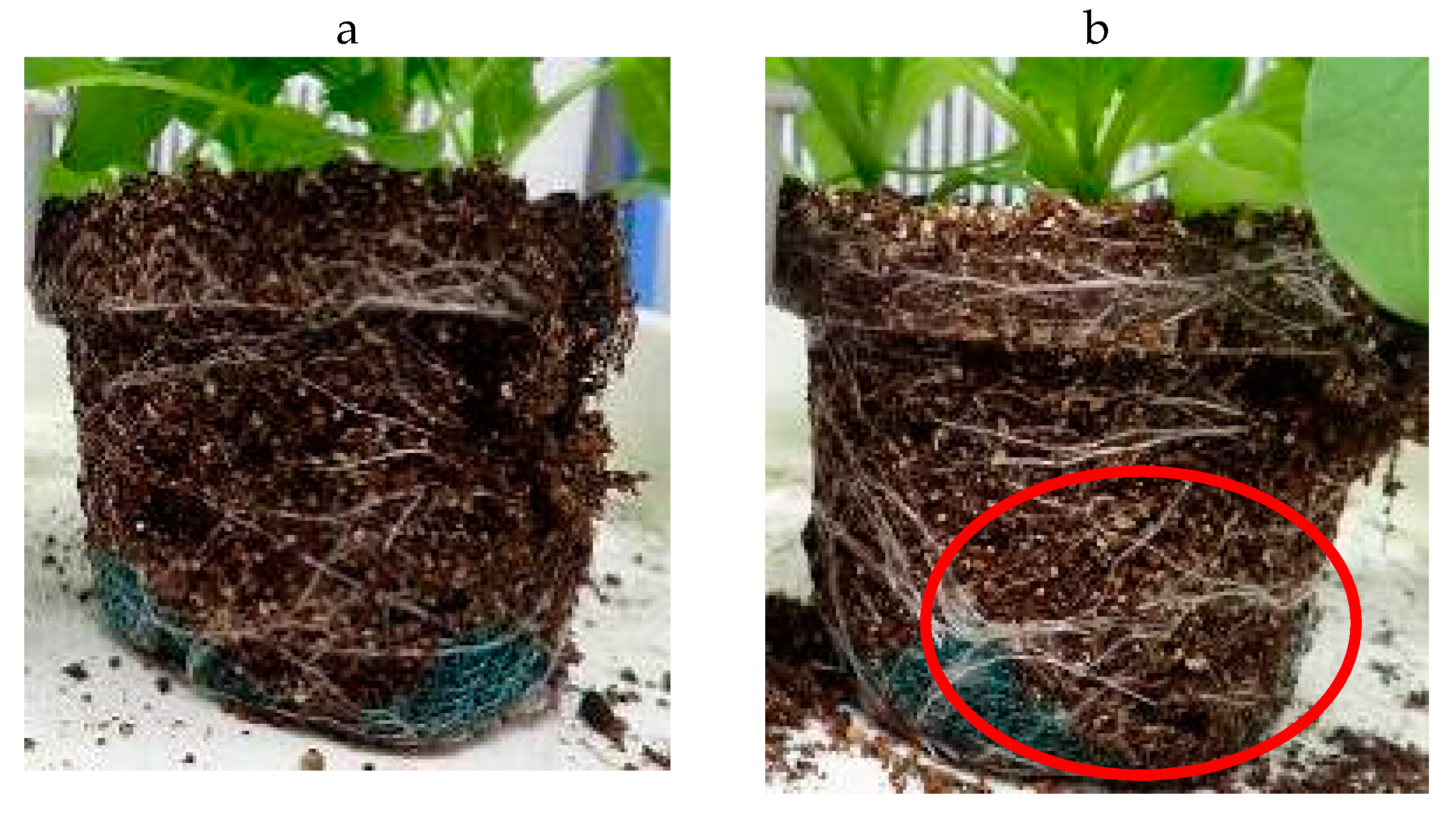 Plants 09 01368 g012 Plants 09 01368 g012