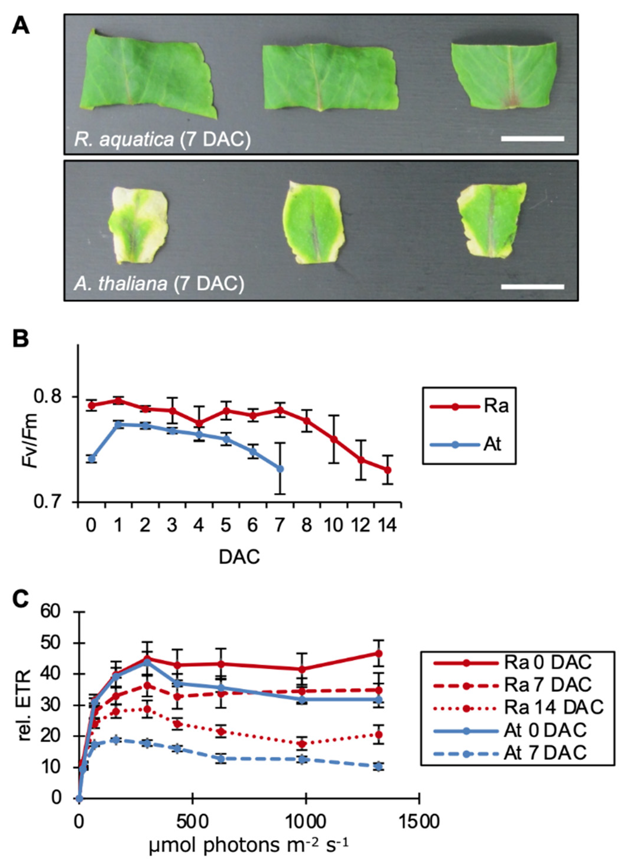 Plants 09 01372 g001