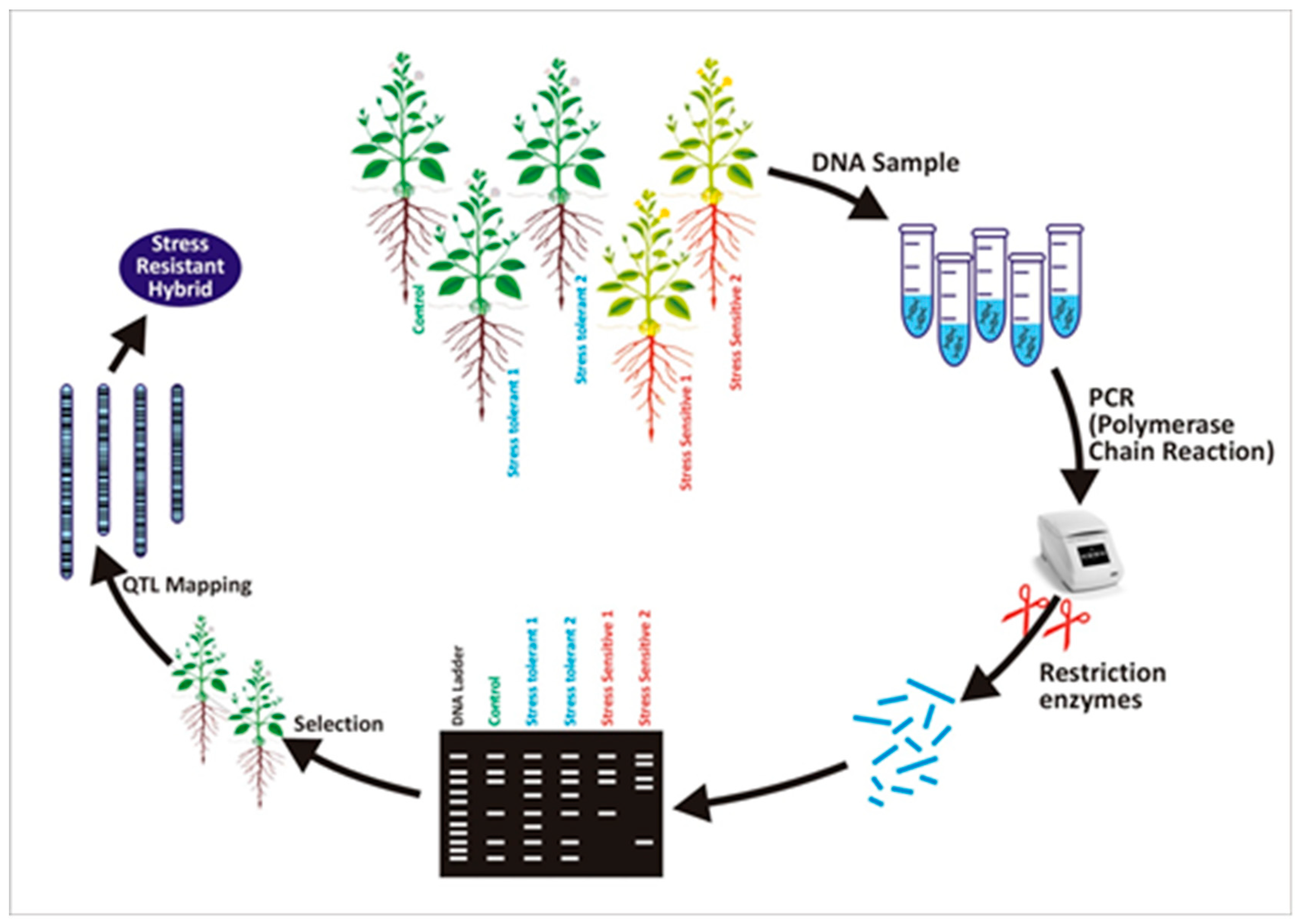 Plants Free FullText Molecular Markers Improve Abiotic Stress
